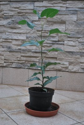 Brachychiton populneus - brachychiton topolový - výpěstek